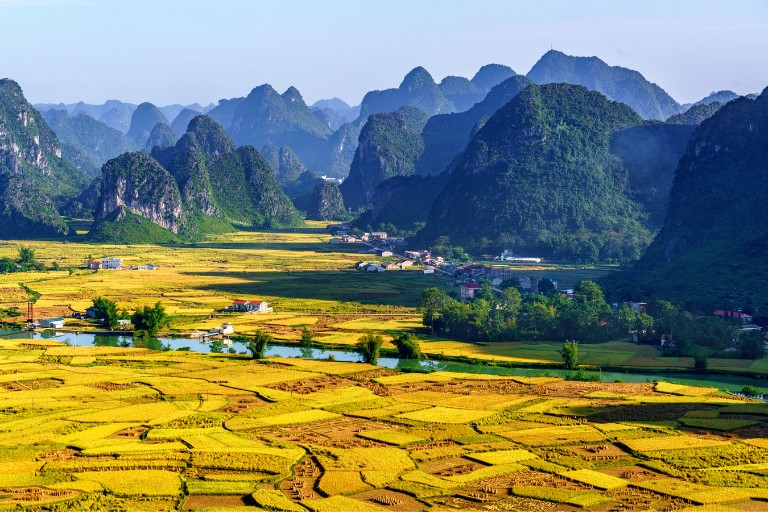 Rice and rice field in Trung Khanh, Cao Bang, Vietnam