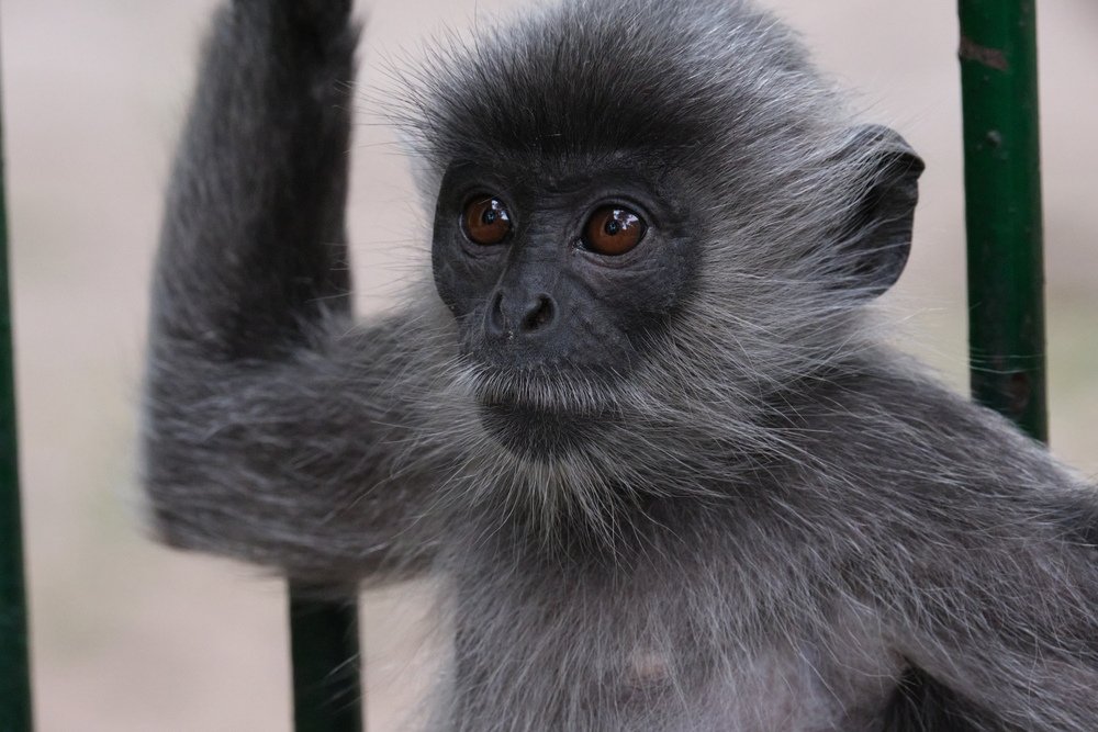 a monkey in Saigon zoo